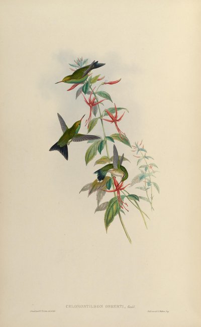 Chlorostilbon canivettii osberti door John Gould